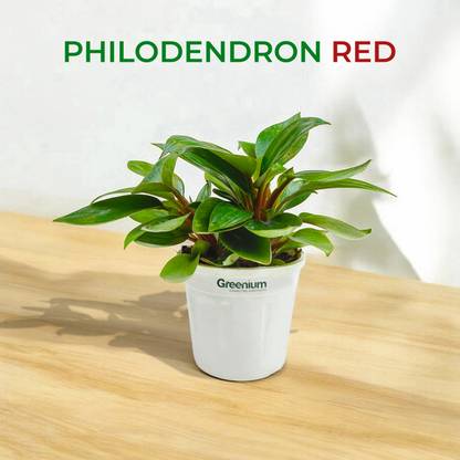 Greenium Philodendron Red Emerald Plant