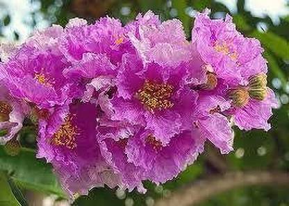 jarul Gladiolus/Sword Lily Plant