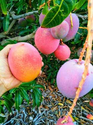 maango Mango Plant