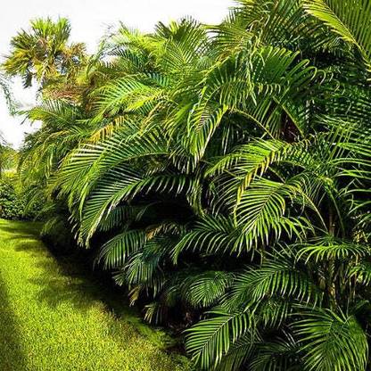 Greenery Nursery Areca Palm