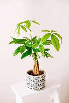 KPL PACHIRA Pachira Money Tree