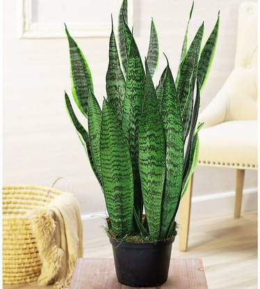 Farmplants Snake Plant