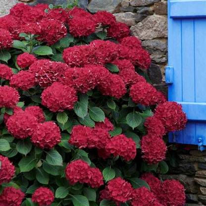 Risenshine Hydrangea Plant