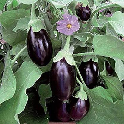 Dhruventerprises Brinjal