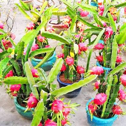 Cloud Farm Dragon Tree