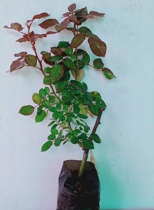 GreensFord Rose Plant