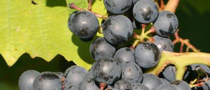 Cloud Farm Grapes Plant