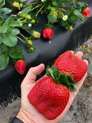 straberry Strawberry Plant