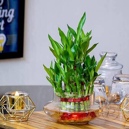 minatigreenhouse Two Layer Bamboo Plant