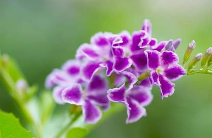 HG live plant Duranta Plant
