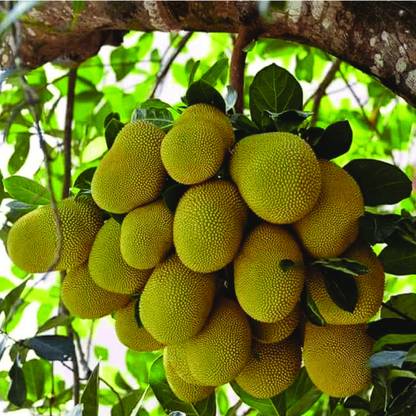 Hug A Plant Uthradam Plavu Plant