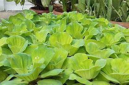 PlantsMart Cabbage