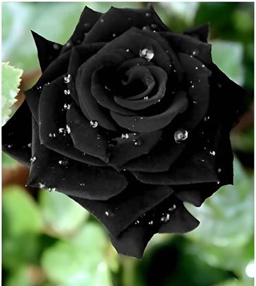 Cloud Farm Rose Plant