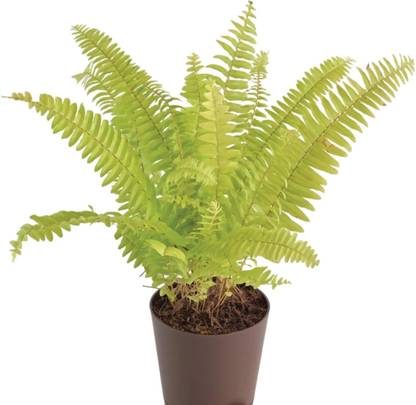 Healthy Vibe With Green Fern Plant