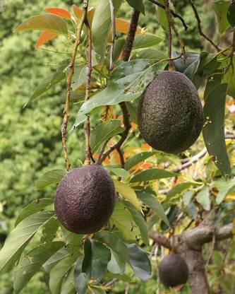 M-Technologies Avocado Plant