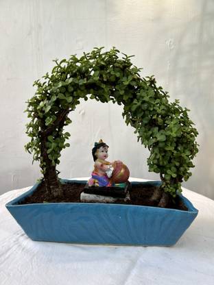 Planted Jade Plant