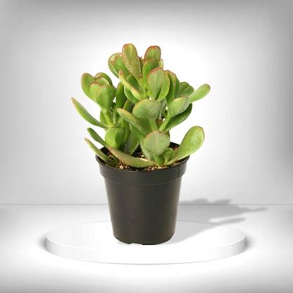 Kyari Crasulla Ovata Plant