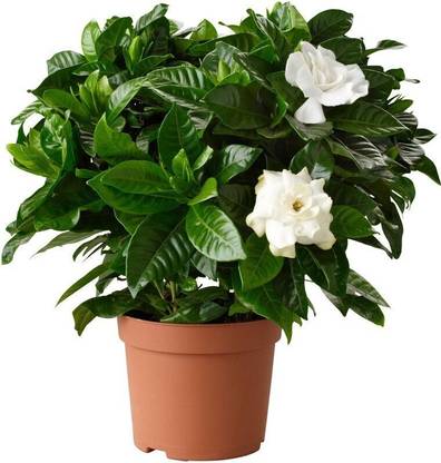 chiku Jasmine Plant