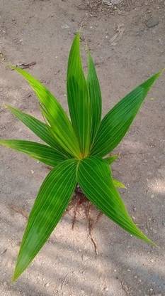 Kalpa Dhenu Coconut Plant