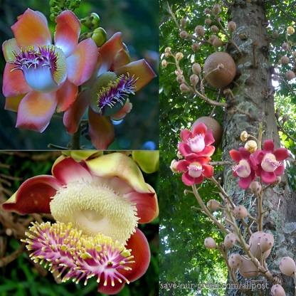 Oxygreenplant Cannon Ball Tree Plant
