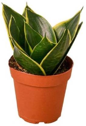 Phulwa Snake Plant
