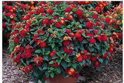 PB HONEY PRIYA PLaNTS Lantana Plant
