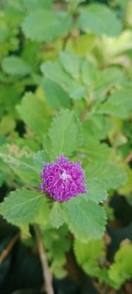 KRISHNAN HERBALS Kesavardhini Plant