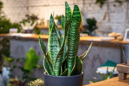 Growerstore Snake Plant