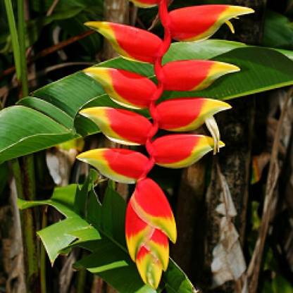 Cloud Farm Lobster Claw Plant