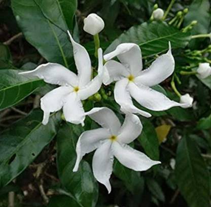 DEBNATHNURSERY Tangled Heart Plant