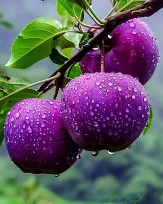 china hybrid aple Apple Plant