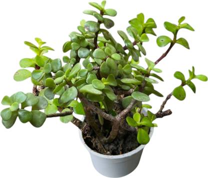 NATURE ECOSPROUT Jade Plant