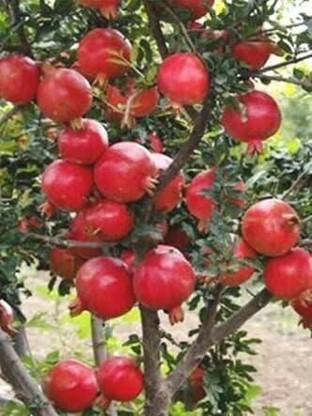 Cloud Farm Pomegranate Plant