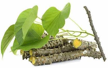 VibeX Neem Giloy Plant Live AMRITA TINOSPORA CORDIFOLIA Seed