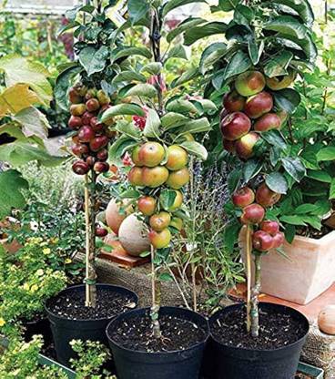 ARYAN EVERGREEN Apple Plant