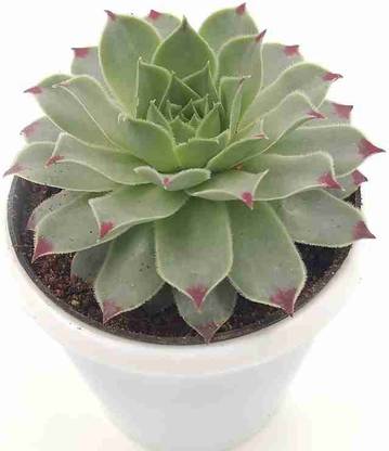 Plantify by The Leaves plant Gerbera Plant