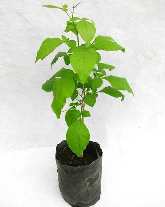 Shiva nursery Bel Plant
