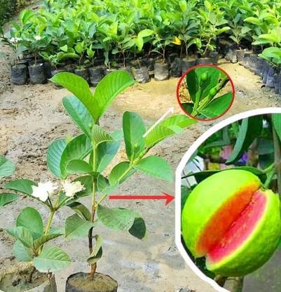 Cloud Farm Guava Plant