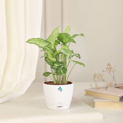 Nurturing Green Syngonium Plant