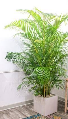 Decorate The World Areca Palm