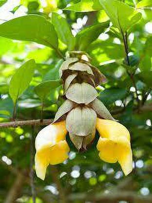 HERBALISM Parrot's Beak Plant