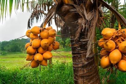 Green view Coconut Plant