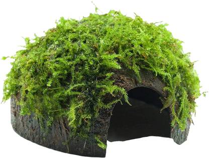 TWINS TWINS Coco Grass Plant