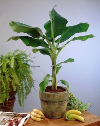 MUSA Banana Plant