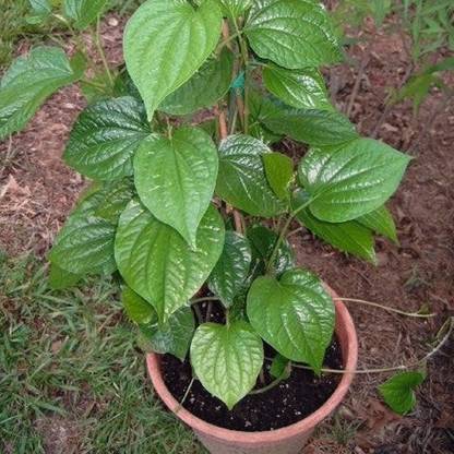 JR GLOBLE Black Pepper Plant