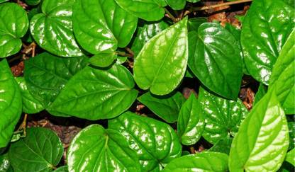 ABEFARIYA Betel Leaf Plant
