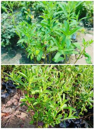 Global Mart Plant Stevia Plant