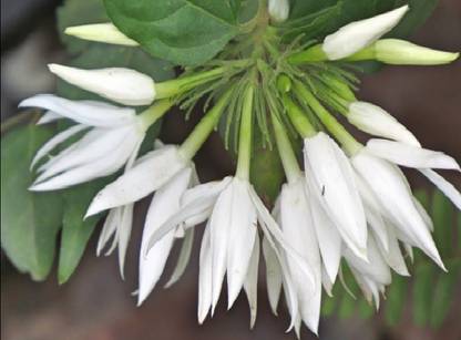 Green view Jasmine Plant