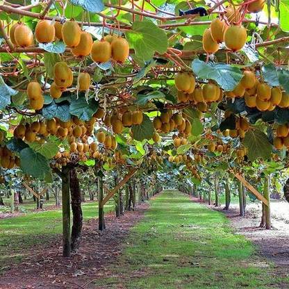 ibains Hybrid kiwi seeds for home plant Seed