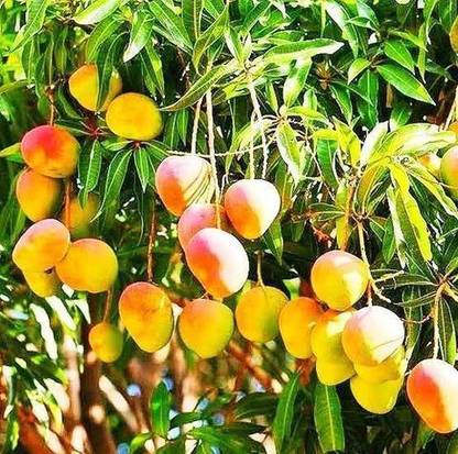 alphonso Mango Plant